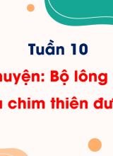 Tuần 10 - Kể chuyện Bộ lông rực rỡ của chim thiên đường